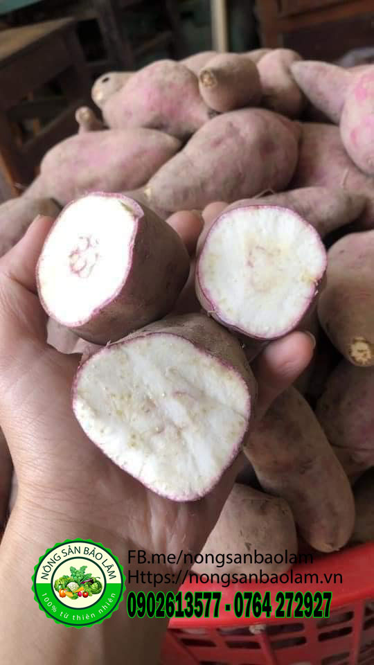 khoai lang duong ngoc - nong san bao lam 7