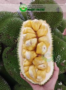 Thực Đơn Ngày 28-07-2023, về thêm Mít Tố Nữ hương sầu riêng và Táo Dazzle Organic