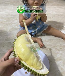 Sầu Riêng Chuồng bò da xanh hạt lép