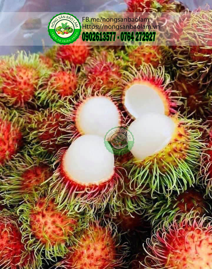 chom chom thai - nongsanbaolam 23456 full