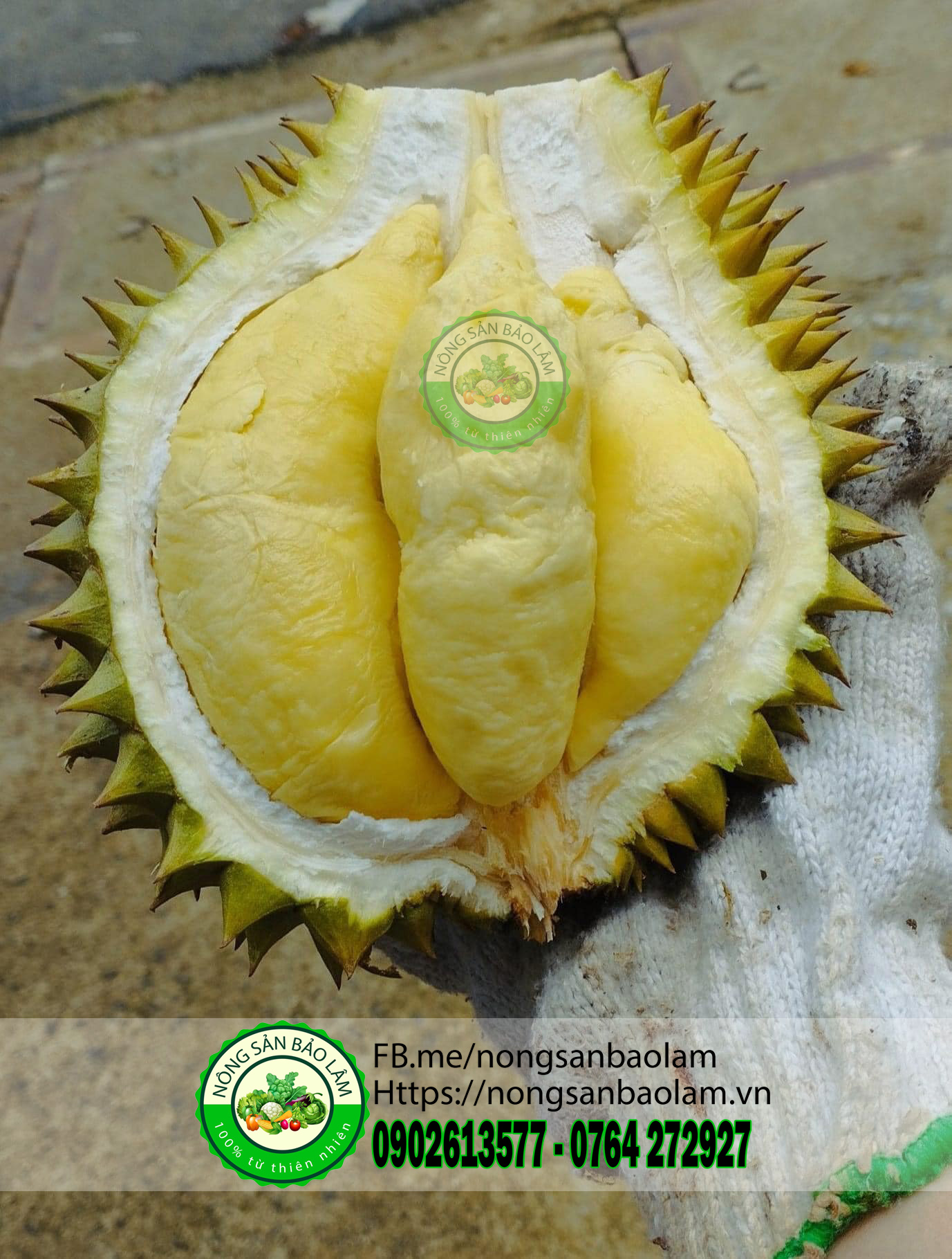 sầu riêng thai monthong - nongsanbaolam 11 logo