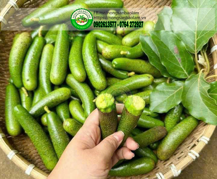 BƠ NGÓN TAY ( BƠ ĐỰC 034) - trái cây quận 10 hcm - nông sản bảo lâm 3